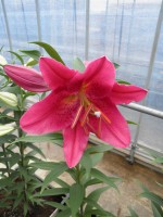 [1886 Bengodi VH No01.JPG]